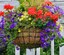 Moss-Hanging-Basket-1.jpg