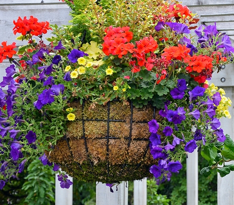 Moss-Hanging-Basket-1.jpg